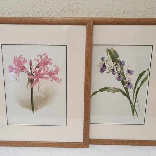 362 - Late 19th Century: Set of Four stunning Chromolithographs of Garden Flowers set in pale oak contempo... 