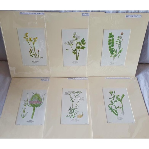 363 - Set of Six early 20th Century Botanical Prints (mounted) - 10 x 8ins