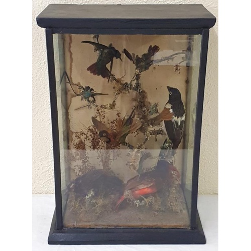 366 - 19th Century cased set of exotic birds - 19 x 13.5 x 8ins