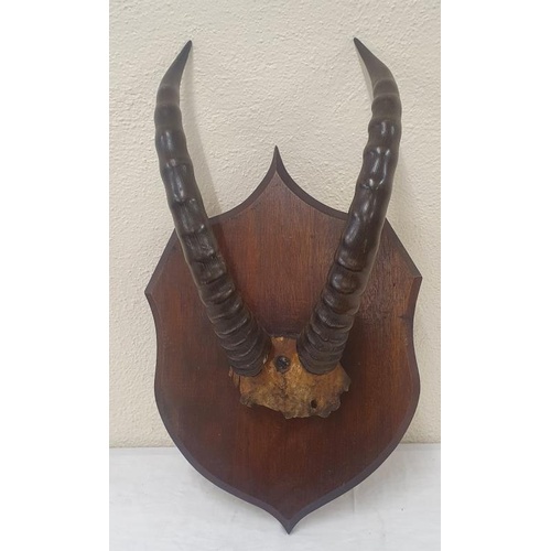 368 - Pair of 19th Century Mounted Gazelle Antlers on a Mahogany Shield Shaped Plaque