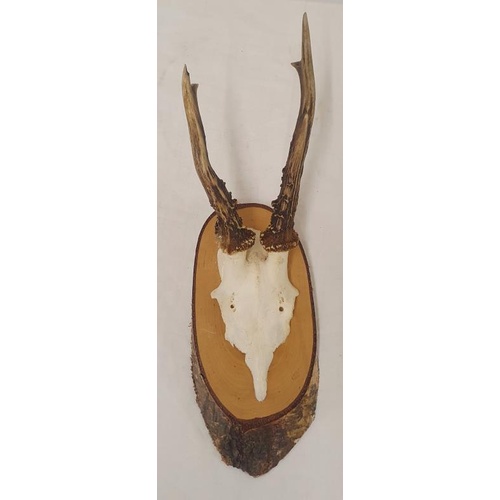 369 - Small Pair of Deer Antlers mounted