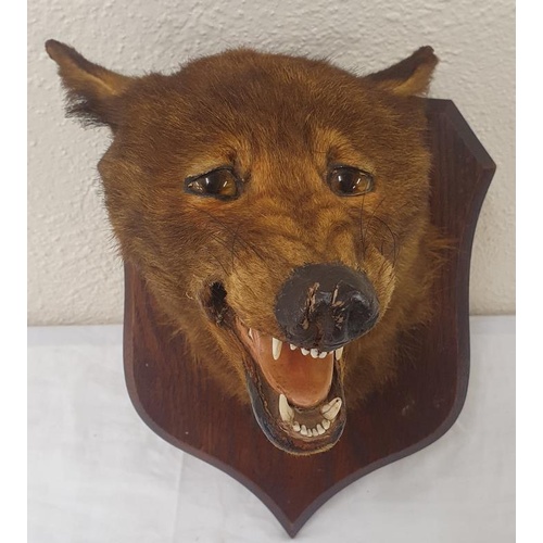 371 - 19th Century Peter Spicer: Mounted fox head on an Oak Shield Plaque. Stamped P. Spicer and Sons, Tax... 