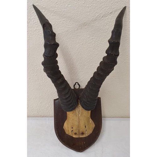 367 - Pair of 19th Century Mounted Gazelle Antlers on a Mahogany Shield Shaped Plaque, total c.19in tall