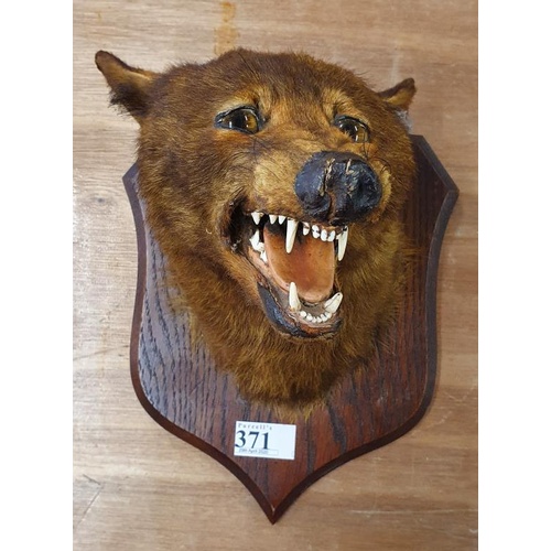 371 - 19th Century Peter Spicer: Mounted fox head on an Oak Shield Plaque. Stamped P. Spicer and Sons, Tax... 