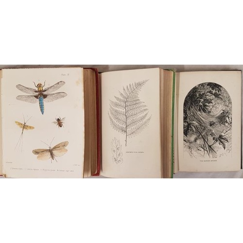 529 - M. Catlow  Popular British Entomology 1852. 1st. Coloured plates;  G. Johnson. The Br... 