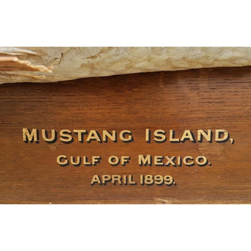155 - 19th Century Superb Specimen - Tarpon on an Oak backing. Caught Mustang Island, Gulf of Mexico, Apri... 