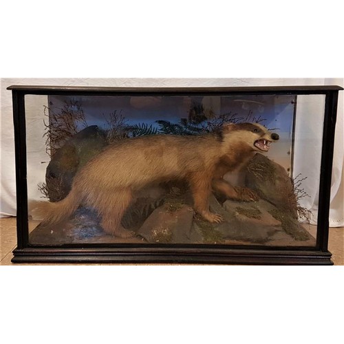 162 - 19th Century Natural History Specimen - Badger on a Rocky Landscape with an ebonised display case - ... 