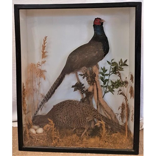 163 - 20th Century Hen and Cock Pheasant and Nest within a Black Case - 30 x 24ins