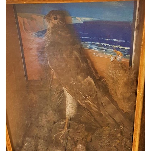 164 - 19th Century Natural History Specimen - A cased Sea hawk with seascape behind  - 17.5 x 12 x 8i... 