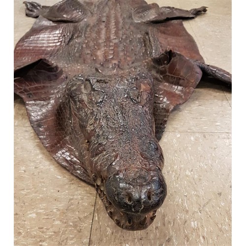 165 - Late 19th early 20th Century Alligator Skin - fully intact - 85ins long