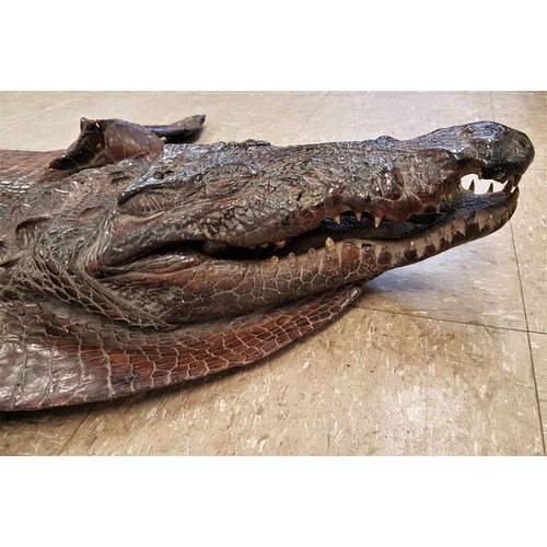 165 - Late 19th early 20th Century Alligator Skin - fully intact - 85ins long