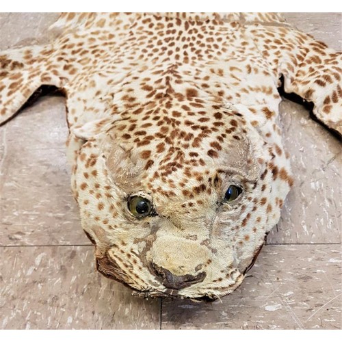 169 - 19th Century Leopard Skin