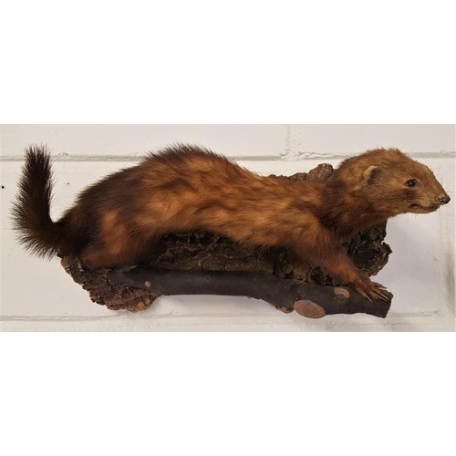 170 - 19th Century Mounted Stoat