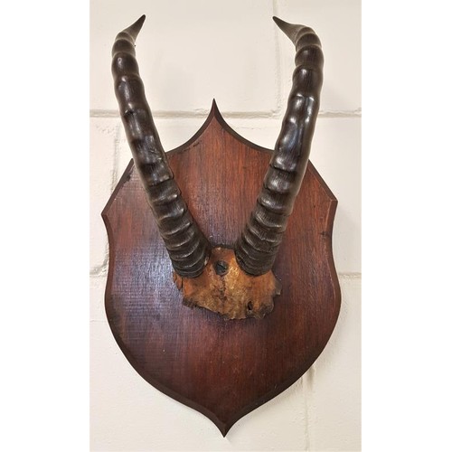 172 - 19th Century Antelope Horns and Part Skull mounted on an oak shield shaped plaque