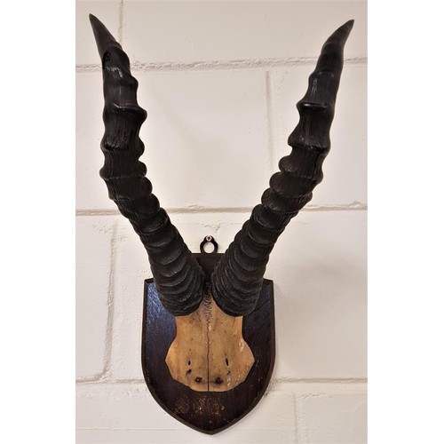 173 - 19th Century Antelope Horns and Part Skull mounted on an oak shield shaped plaque