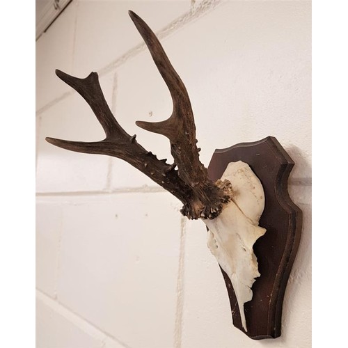 174 - 20th Century Mounted Antelope Skull and Antlers