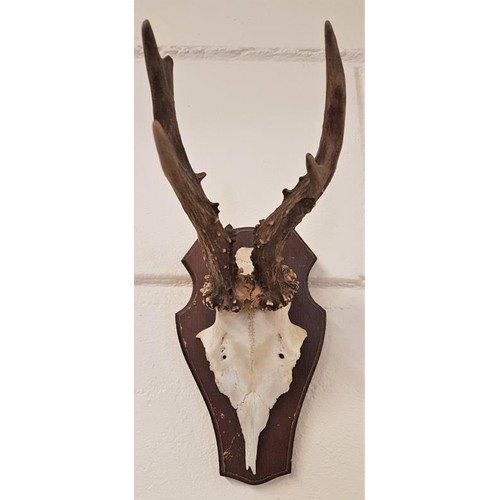 174 - 20th Century Mounted Antelope Skull and Antlers
