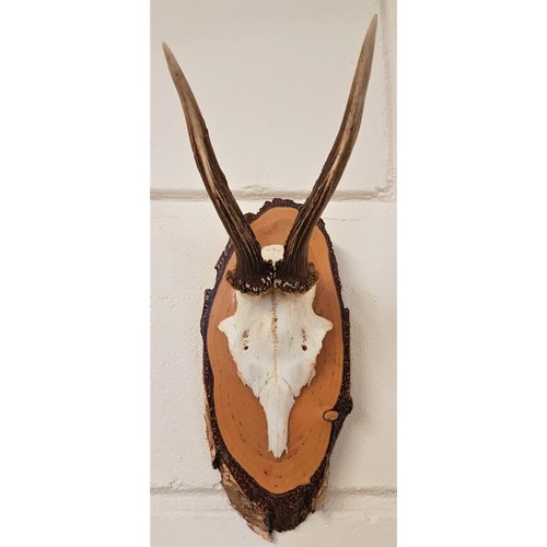 175 - 20th Century Antelope Skull and Antlers