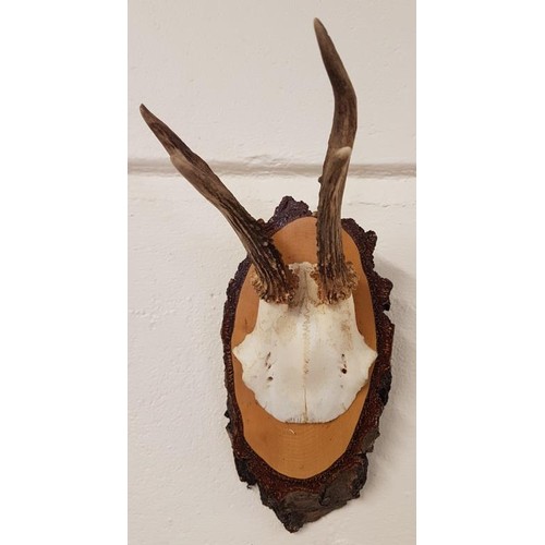 176 - 20th Century Mounted Antelope Skull and Antlers