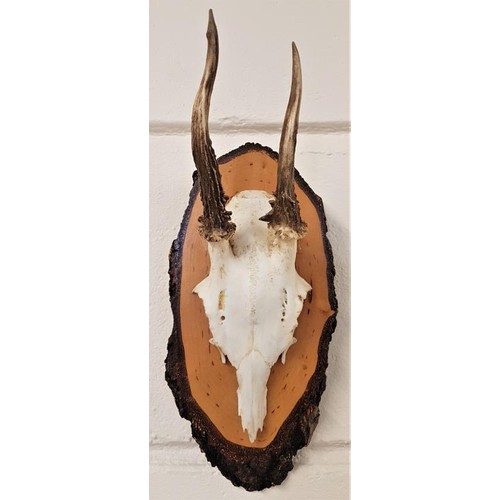 177 - 20th Century Antelope Skull and Antlers