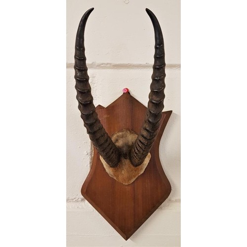 178 - Early 20th Century Mounted Horn with Part Fur Covered Skull. Possibly a dik-dik (small antelope)