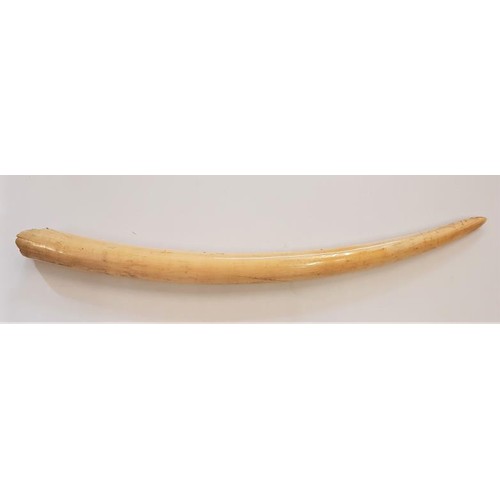 183 - 19th Century Tusk - 26.5ins long