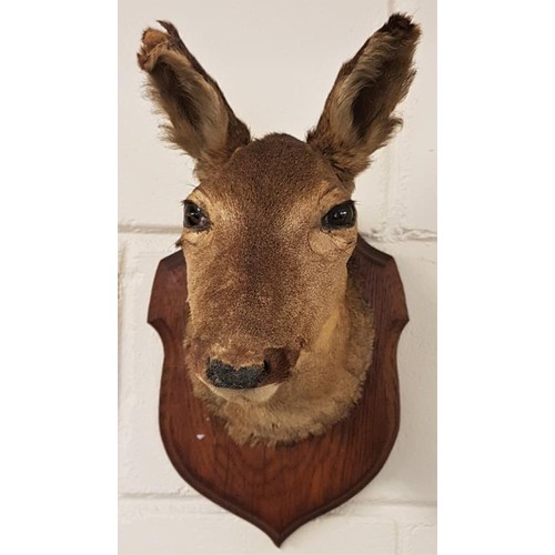 195 - Early 20th Century Mounted Deer Head on Oak Shield Back Mount