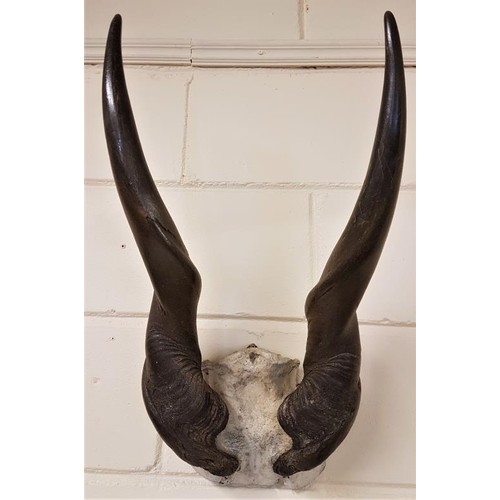 197 - 19th Century Part Skull and Horns (possibly Ibis)