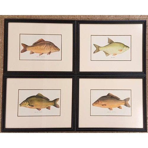 199 - Set of Four Vintage Prints of Fresh Water Fish in Black Frames - each 17 x 13ins