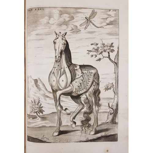 9 - Horses: Snape, Andrew The Anatomy of an Horse. London, 1687 folio, 42 (of 49) fine engraved plates (... 