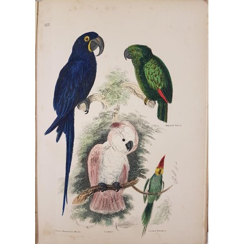 36 - Cuvier Baron The Animal Kingdom, 1 volume, London 1884 with coloured illustrations by T. Landseer... 