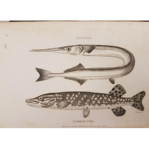 585 - Natural History, Fish:  Shaw. George General Zoology or Systematic Natural History, with Plates... 
