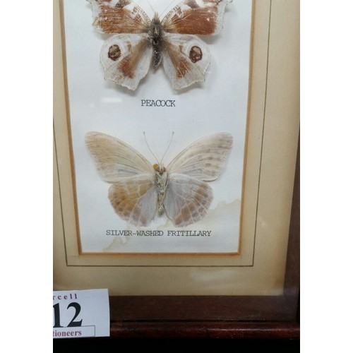 112 - A cased set of late 20th Century butterflies, orange tip, small tortoiseshell Peacock and silve... 