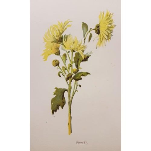 22 - Brush-Work Studies of Flowers, Fruit and Animals by Elizabeth Corbet Yeats. London, George Philip. 1... 