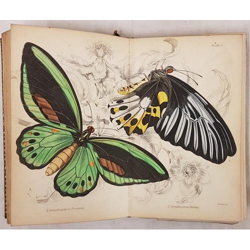 343 - James Duncan. The Natural History of Foreign Butterflies 1837, 1st. 30 hand coloured plates; and E. ... 