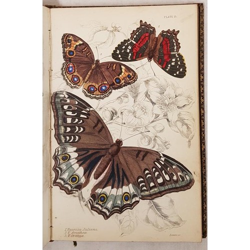 343 - James Duncan. The Natural History of Foreign Butterflies 1837, 1st. 30 hand coloured plates; and E. ... 