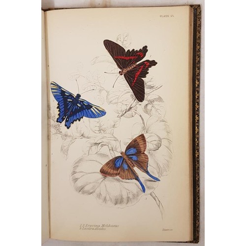 343 - James Duncan. The Natural History of Foreign Butterflies 1837, 1st. 30 hand coloured plates; and E. ... 