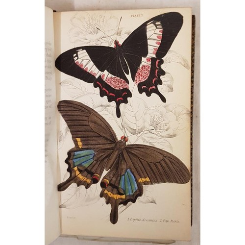 343 - James Duncan. The Natural History of Foreign Butterflies 1837, 1st. 30 hand coloured plates; and E. ... 