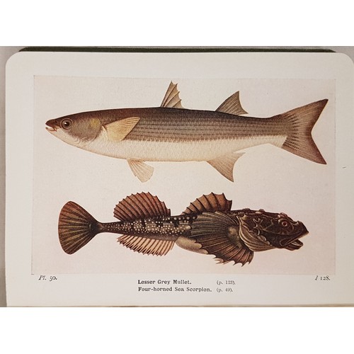 149 - The Fishes of the British Isles both Fresh Water and Salt, J. Travis Jenkins, 1st Edition, 1925, Fre... 