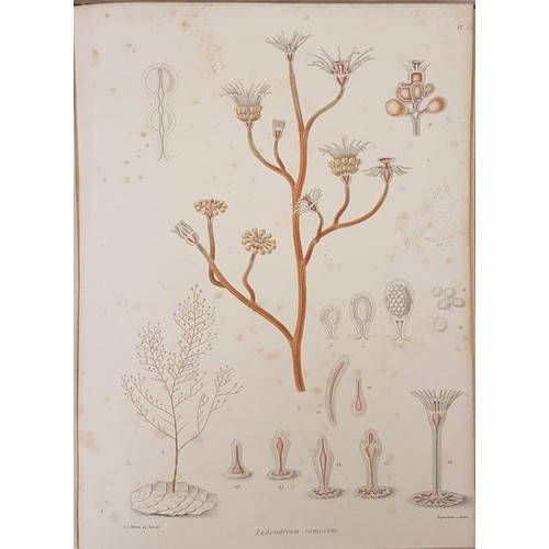 121 - The Ray Society. 1872. Folio. Colour botanical plates. Fine binding. Fine half calf. Book plates... 