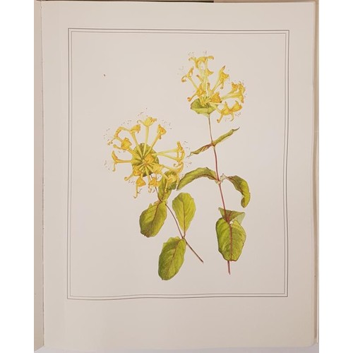 55 - An Irish Florilegium II Wild and Garden Plants of Ireland – 48 Watercolour Paintings by Wendy ... 