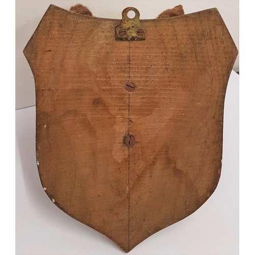 6 - A Late 19th Century Taxidermy Study of a Fox Head mounted on an oak shield