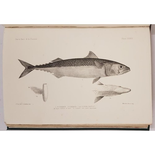 35 - Francis Day. The Fishes of Great Britain and Ireland. Volume 0ne =Plate vol. 1880/1884. 93 illustrat... 