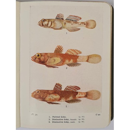 491 - Fishing Interest: The Fishes of the British Isles- handy pocket guide with descriptive text by J Tra... 