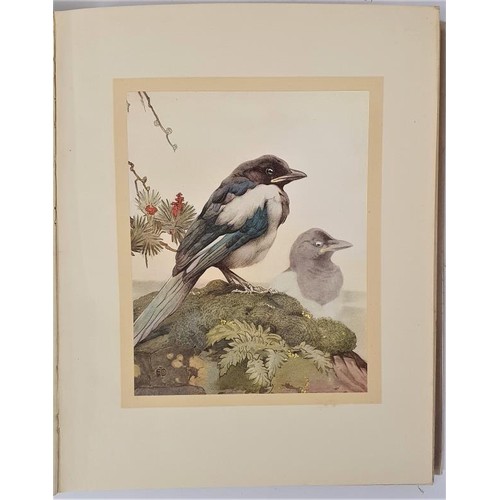 108 - Detmold, Edward. Book of Baby Birds. Humphrey Milford (OUP) 1919. 4to. 11.5 x 9in. 19 col plates. Or... 