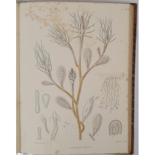 375 - Georges J. Allman (Dublin) A Monograph of the Gymnoblastic or Tubularian Hydroids in 2 volumes. 1871... 