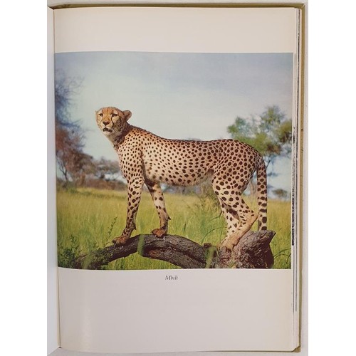 242 - The Spotted Sphinx Adamson, Joy Published by Collins; Harvill P, 1969. SIGNED. 1st Ed