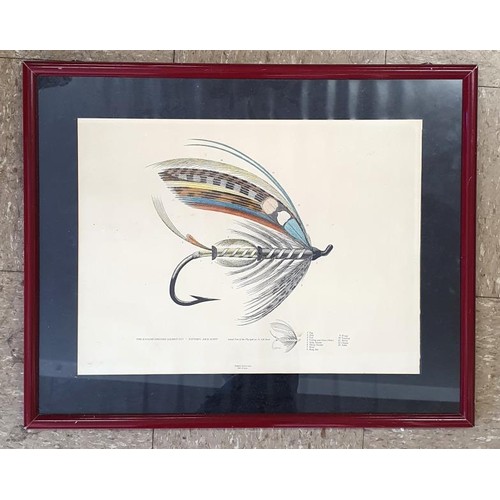 257 - The English Dressed Salmon Fly, Pattern Jock Scott, hand coloured and framed print. Mattheu Zurich i... 