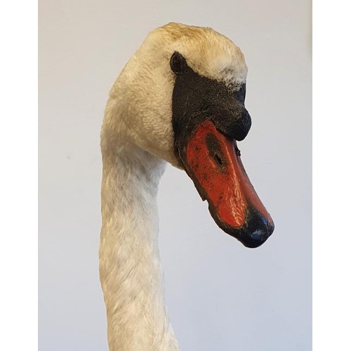 259 - Very Fine Taxidermy Study of a Swan on a naturalistic base, c.35in wide x 30in tall