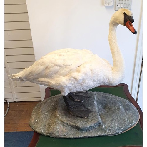 259 - Very Fine Taxidermy Study of a Swan on a naturalistic base, c.35in wide x 30in tall